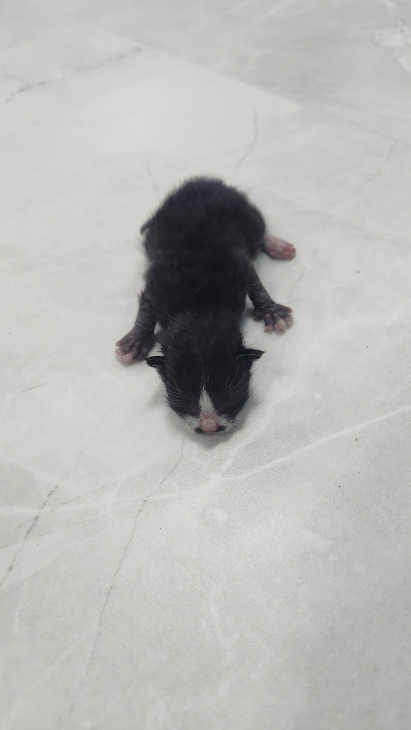 종료(자연사) 한국…